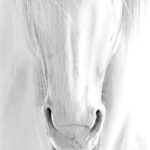 Gros plan artistique sur la tête d'un cheval blanc, montrant le travail de trait façon croquis et le regard intense de l'animal.