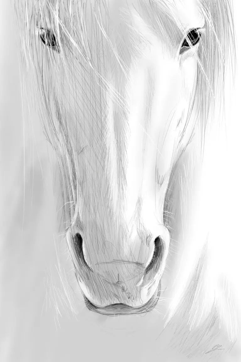 Gros plan artistique sur la tête d'un cheval blanc, montrant le travail de trait façon croquis et le regard intense de l'animal.