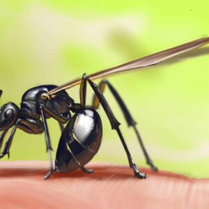 Peinture numérique réaliste d'une fourmi ailée noire posée sur un doigt, sur fond vert. Impression d'art sur Dibon mat par Jocelyn Bouget.