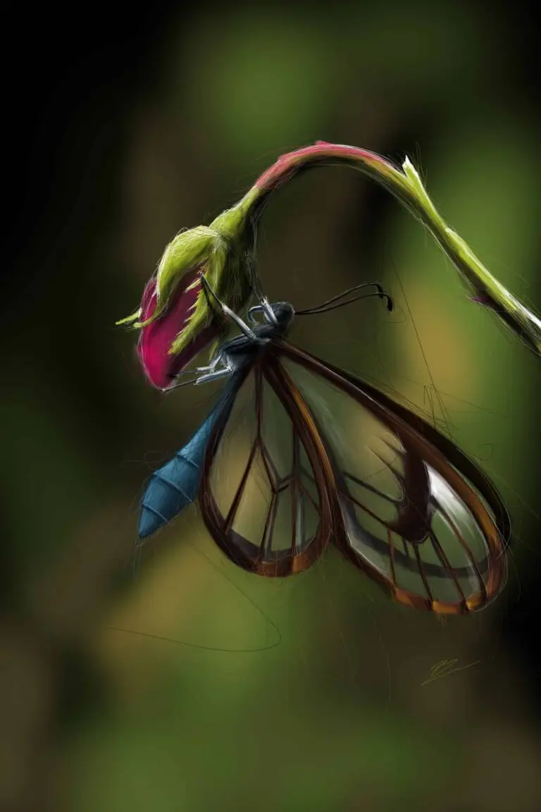 Peinture numérique abouti d'un papillon Greta Oto aux ailes transparentes, accroché à un bouton de rose. Impression d'art sur Dibond mat par Jocelyn Bouget.