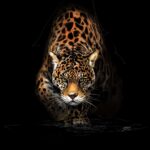 Peinture numérique réaliste d'un jaguar sortant de l'ombre, regard vert intense, sur fond noir. Impression d'art sur Dibon mat par Jocelyn Bouget.