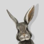 Portrait numérique réaliste d'un lapin gris curieux, peinture d'art animalier par Jocelyn Bouget, impression sur Dibon mat.