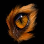 Gros plan réaliste de 'Eye fox', un oeil de renard en peinture numérique par Jocelyn Bouget, impression sur Dibon mat.