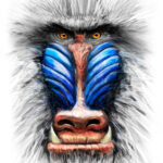 Gros plan artistique sur le visage d'un Mandrill, montrant les détails bleus et rouges du museau et les traits de croquis de la fourrure.