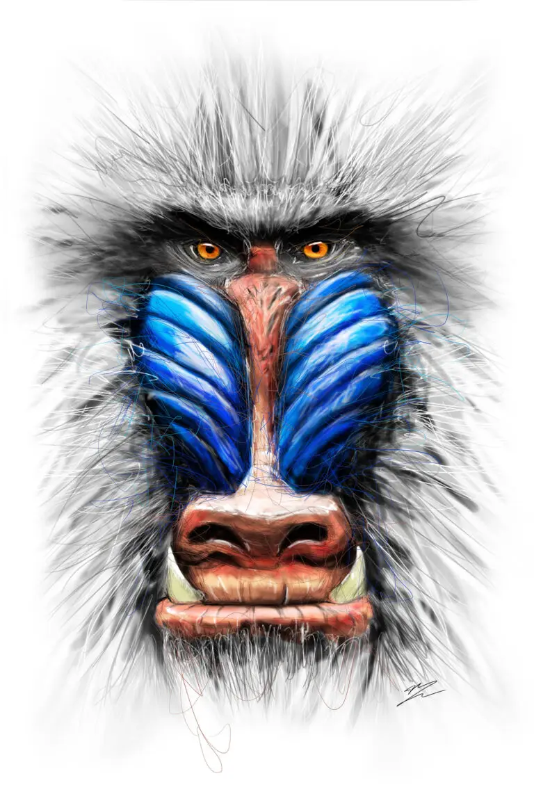 Gros plan artistique sur le visage d'un Mandrill, montrant les détails bleus et rouges du museau et les traits de croquis de la fourrure.
