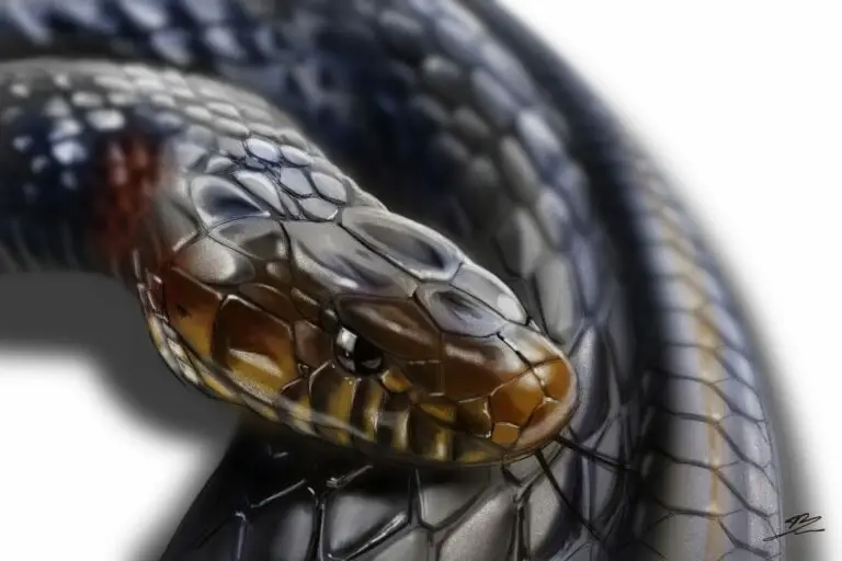 Vue latérale du tableau serpent, révélant l'épaisseur du cadre caisse américaine noire et la qualité du support Dibond.
