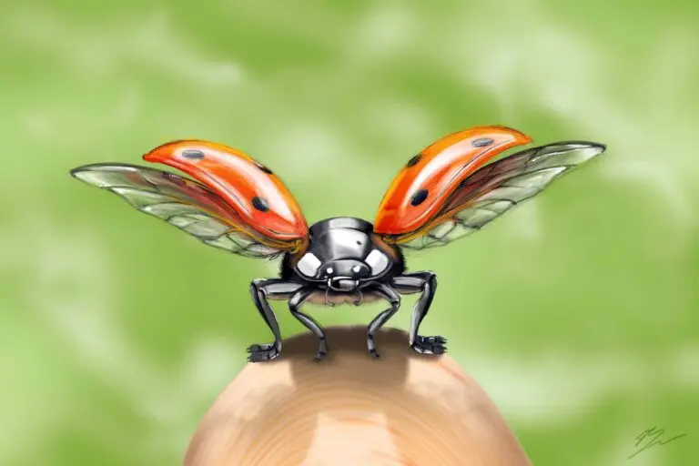 Gros plan artistique sur une coccinelle, ailes oranges ouvertes, peinte à la main sur tablette graphique.