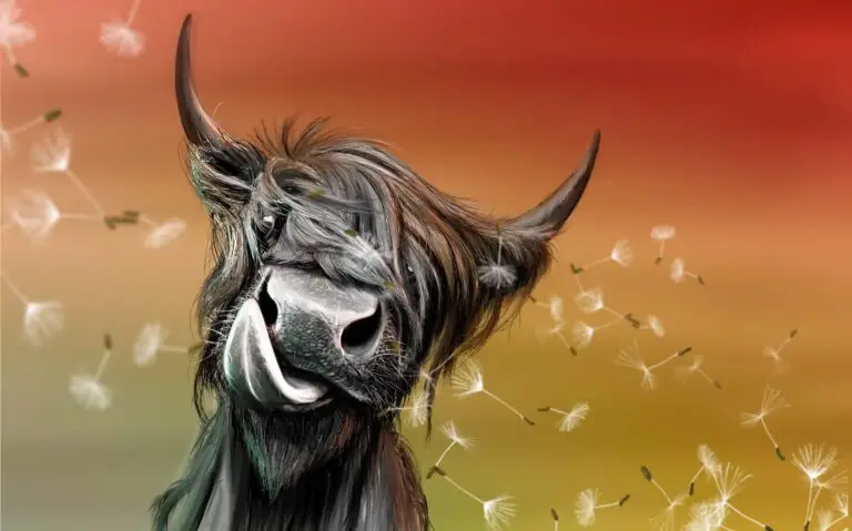Peinture numérique abouti d'une vache Highland poilue (vache laineuse), tête penchée et tirant la langue, sur fond chaud avec des pissenlits. Impression d'art sur Dibond mat.